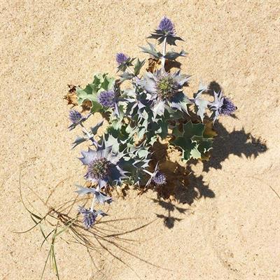 Sofia Sanchez de Betak