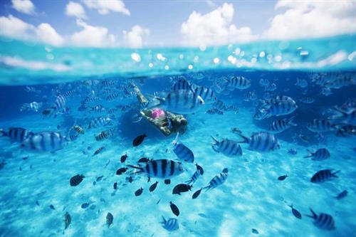 Elyse Knowles in a bikini