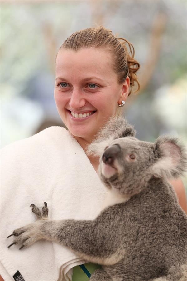 Petra Kvitova Holds a Koala during a visit to the Lone Pine Koala Sanctuary December 28, 2012 